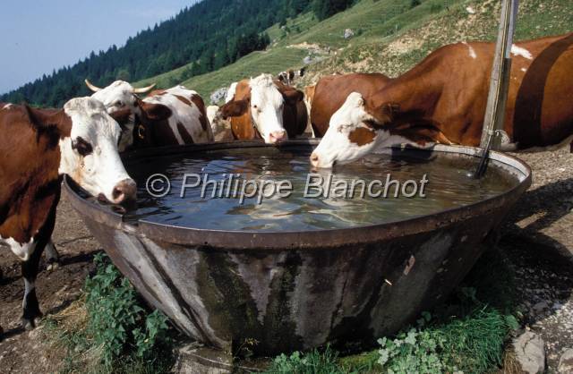 tomme de savoie 08.JPG - Vaches à l'abreuvoirAlpageMassif des BaugesSavoieFrance